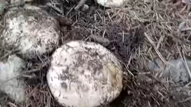 Andırın dağları mantarlarla doldu