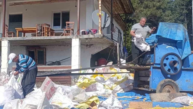 Andırın’da yerli mısır hasadı, Patosta çekilen mahsul güneşte kurutuluyor