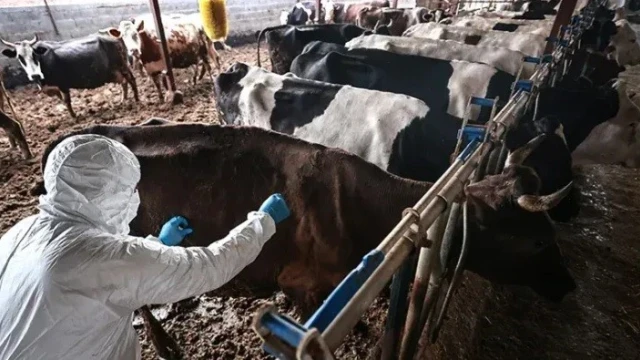 Elbistan’da 5 mahallede şap karantinası: Hayvan giriş ve çıkışları yasaklandı