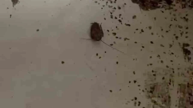 Hamam böceği ve sigara izmaritinden geçilmeyen fırında mide bulandıran görüntüler