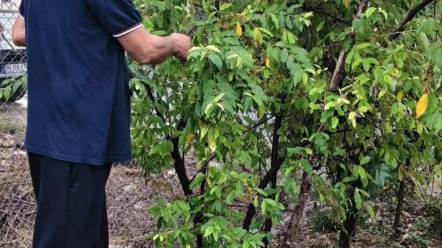 Kahramanmaraşlı üretici ’Japon İğdesi’ yetiştirdi