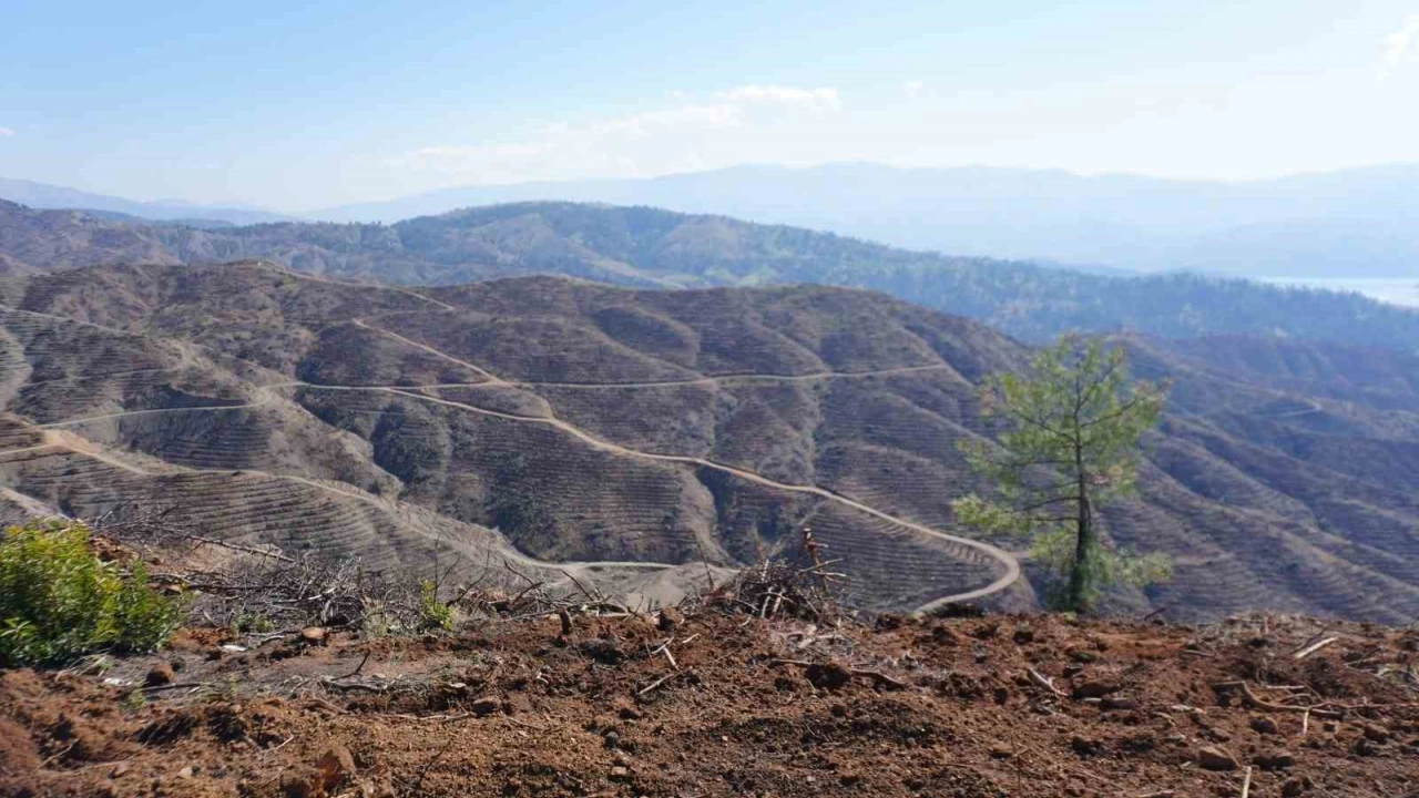 Kahramanmaraş’ta yanan ormanlara 1 milyon fidan dikilecek