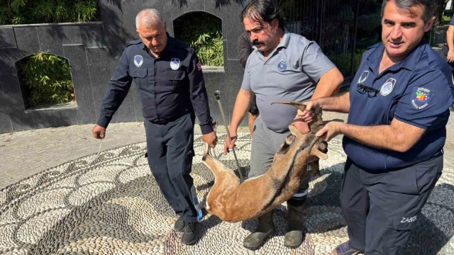 Kemer’de yaralı bulunan dağ keçisi tedavi altına alındı