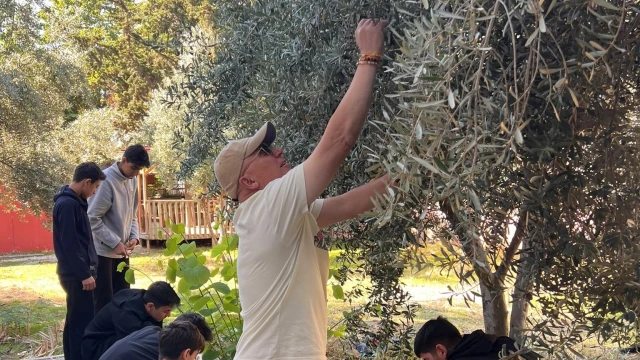 Nihal Erdem Anadolu Lisesi öğrencileri ihtiyaç sahibi arkadaşları için zeytin topladı