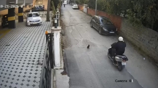 Osmaniye’de motosikletin çarptığı kedi öldü