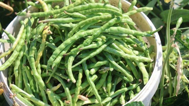 Protein ve lif bakımından zengin olan lübyede hasat başladı
