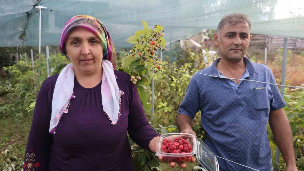 Saimbeyli’de ilk kez yetiştirdi, kilosunu 500 liradan satıyor
