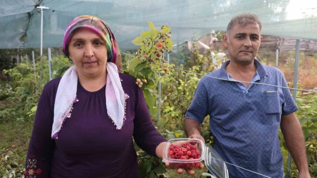 Saimbeyli’de ilk kez yetiştirdi, kilosunu 500 liradan satıyor