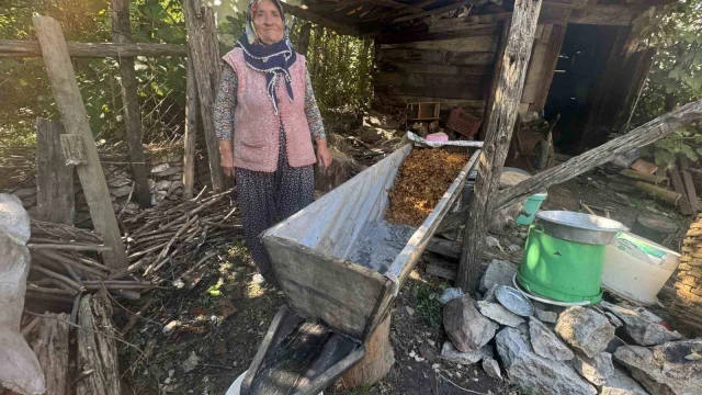 Sırrı meşe külünde saklı