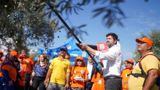 Tarsus’ta zeytinler lösemili çocuklar için toplandı
