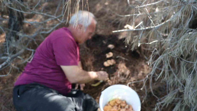 Yağmurlarla birlikte çam ormanları mantarlarla doldu