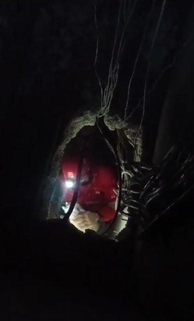 Havalandırma boşluğuna düşen kedinin itfaiye tarafından kurtarıldığı anlar kamerada (Fotoğraflı) Esma Kural HATAY (İHA) - Hatay'ın Dörtyol ilçesinde havalandırma boşluğuna düşen kedinin itfaiye ekipleri tarafından kurtarıldığı anlar kameraya yansıdı. Dörtyol ilçesi Numune Evler Mahallesi'nde bir apartmanın havalandırma boşluğuna kedi düştü. Havalandırma boşluğuna düşen kedinin miyavlamasını duyan vatandaşlar, durumu 112 Acil Çağrı Merkezi'ne bildirdi. İhbar üzerine olay yerine itfaiye ekipleri sevk edildi. Kısa sürede bölgeye gelen itfaiye ekipleri, havalandırma boşluğuna inerek kediyi kurtardı. Ekiplerin kediyi kurtarma anları saniye saniye kameraya yansıdı. Havalandırma boşluğundan kurtarılan kedi, doğal yaşam alanına bırakıldı.