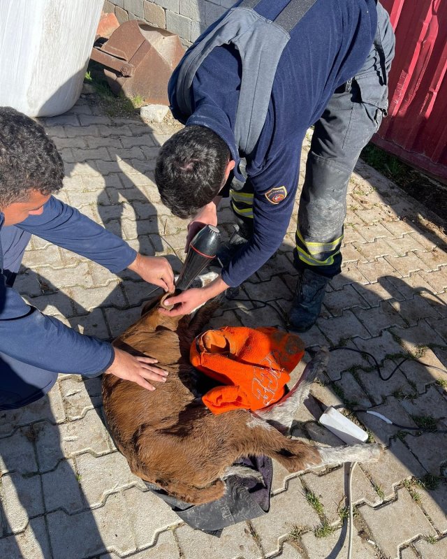 Kanalizasyon borusuna sıkışan buzağıyı itfaiye kurtardı