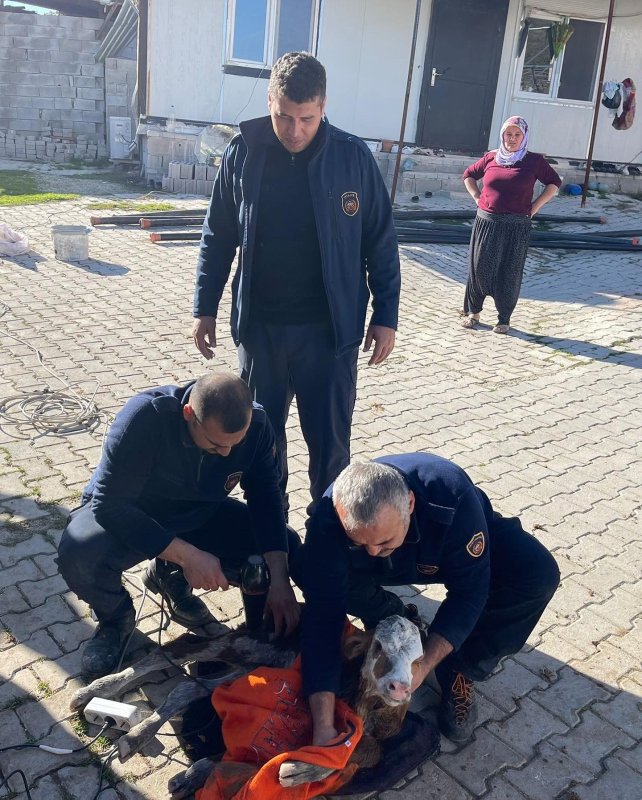 Kanalizasyon borusuna sıkışan buzağıyı itfaiye kurtardı
