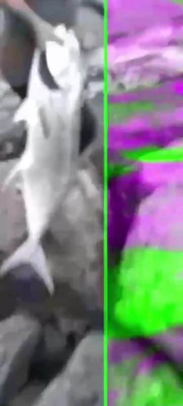 Amatör balıkçının 30 kiloluk balık heyecanı 13 bin TL'lik telefona mal oldu