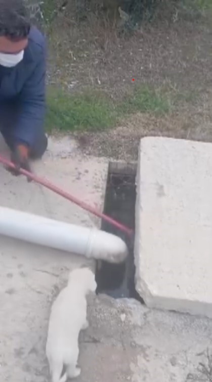 Kanalizasyon kuyusuna düşen 3 yavru köpeğin yardımına vatandaş koştu