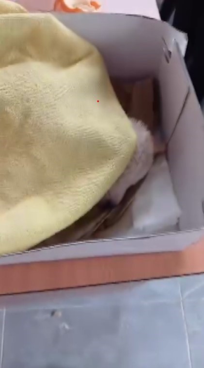 Kanalizasyon kuyusuna düşen 3 yavru köpeğin yardımına vatandaş koştu