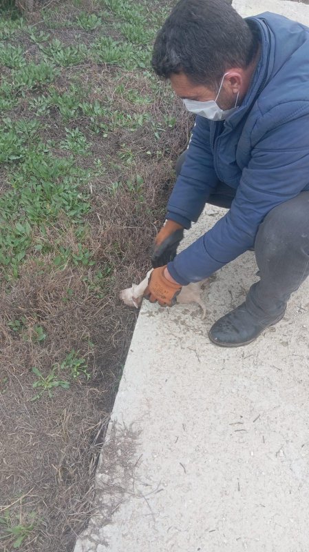 Kanalizasyon kuyusuna düşen 3 yavru köpeğin yardımına vatandaş koştu