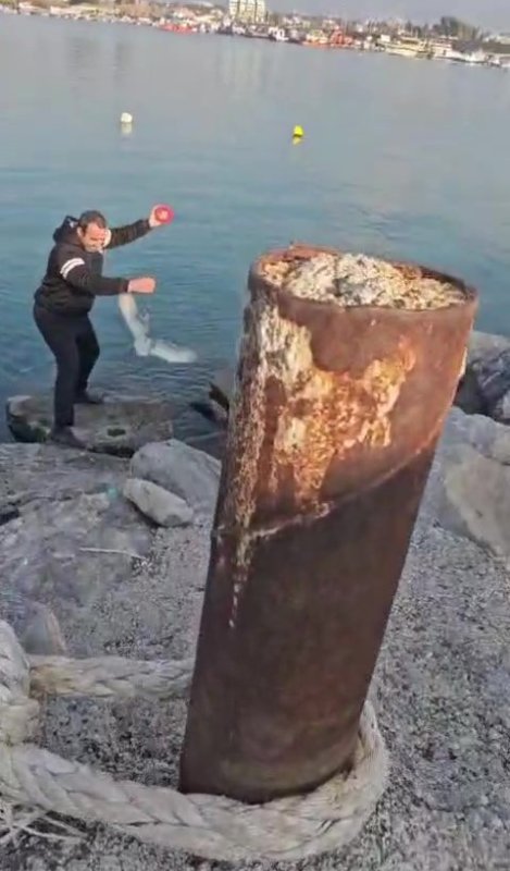 Balığa niyetle denize attığı oltasına martı takıldı, gülümseten anlar kamerada