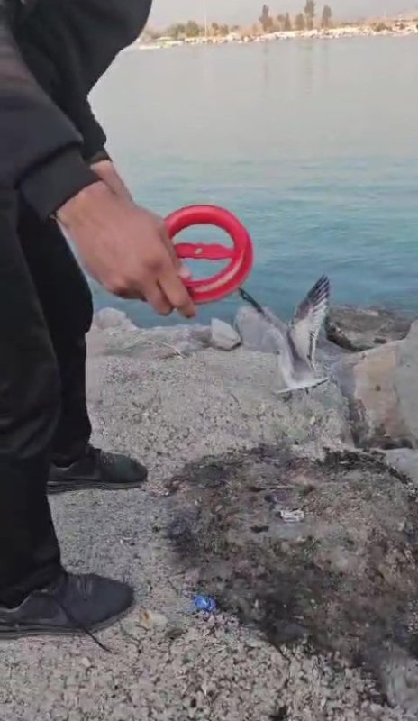 Balığa niyetle denize attığı oltasına martı takıldı, gülümseten anlar kamerada