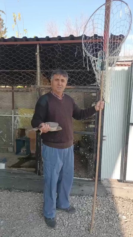 Güvercinlerini parçalayan atmacayı yakalayıp besledikten sonra doğaya saldı