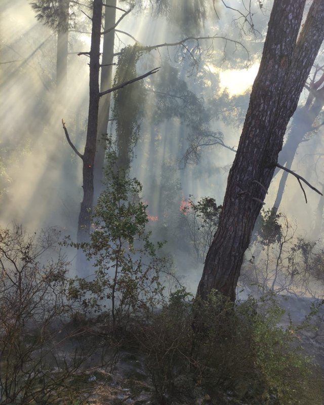 Hatay’da ormanlık alanda örtü yangını çıktı