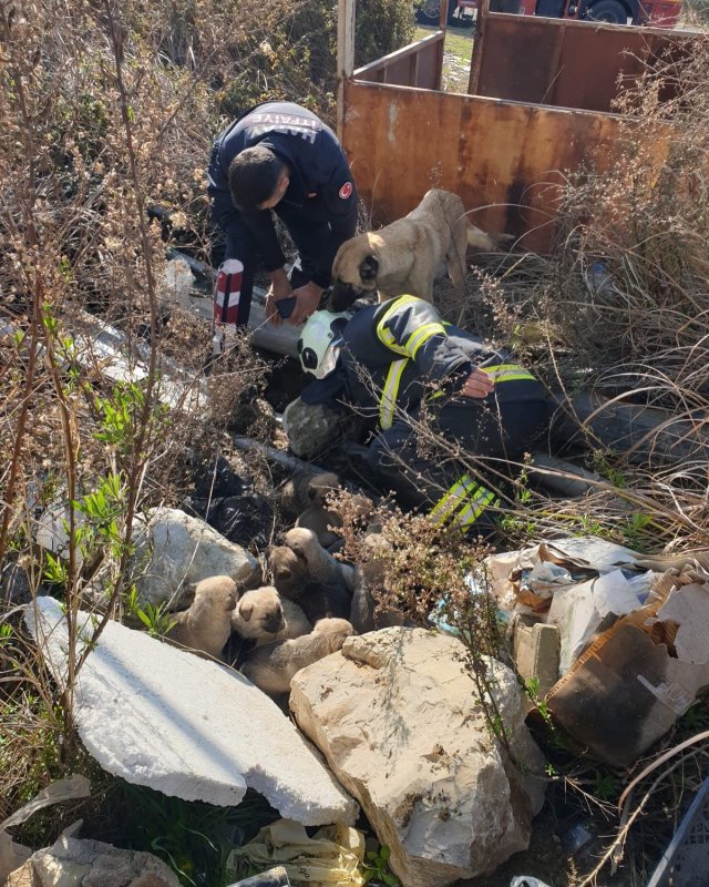 Antakya’da çukura düşen yavru köpekleri itfaiye kurtardı