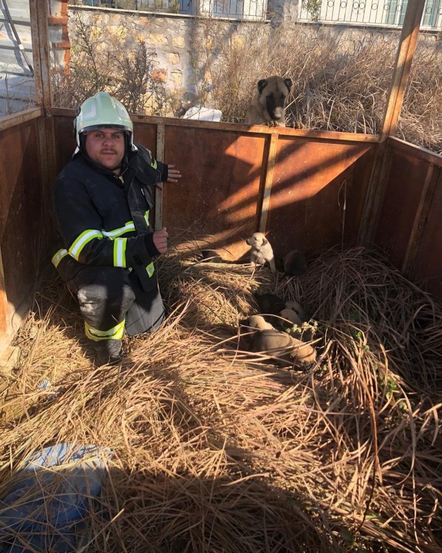 Antakya’da çukura düşen yavru köpekleri itfaiye kurtardı