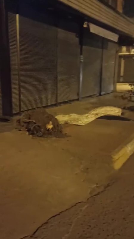 Hatay'da şiddetli fırtına: Ağaç devrildi, çöp konteynerleri yola sürüklendi (Fotoğraflı - Görüntülü) Ogün Aslan HATAY (İHA) - Hatay'ın İskenderun ilçesinde şiddetli fırtına etkisini hissettirirken üzerine ağaç devrilen bir araçta maddi hasar oluştu. Meteorolojinin uyarılarının ardından Hatay'da akşam saatlerinde etkili olan kuvvetli fırtına vatandaşlara zor anlar yaşattı. İskenderun ilçesinde fırtına hayatı olumsuz etkilerken bir otomobilin üzerine ağaç devrildi. Şiddetli fırtına nedeniyle kent genelinde çöp konteynerleri yola sürüklendi, ağaçlar devrildi ve birçok noktada asılan reklam afişleri yırtıldı. Belediye ekipleri devrilen ağaçları kaldırmak için çalışma başlatırken, polis ekipleri kent genelinde güvenlik önlemi aldı. Fırtınanın etkisini sabah saatlerine kadar hissettirmesi bekleniyor.