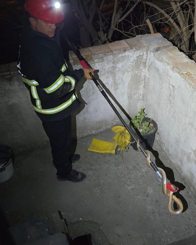 Dörtyol’da eve giren yılanı itfaiye yakaladı (Fotoğraflı) Ferit Savaş HATAY (İHA) - Hatay'da eve giren yılan itfaiye ekipleri tarafından yakalanarak doğaya bırakıldı. Dörtyol ilçesi Özerli Mahallesi’nde eve giren yılanı fark eden vatandaş durumu itfaiye ekiplerine bildirdi. Yılan, itfaiye ekipleri tarafından kısa sürede özel aparatla yakalandı. Yılan yaşam alanından uzak noktada doğal yaşam alanına bırakıldı.