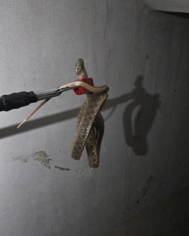 Dörtyol’da eve giren yılanı itfaiye yakaladı (Fotoğraflı) Ferit Savaş HATAY (İHA) - Hatay'da eve giren yılan itfaiye ekipleri tarafından yakalanarak doğaya bırakıldı. Dörtyol ilçesi Özerli Mahallesi’nde eve giren yılanı fark eden vatandaş durumu itfaiye ekiplerine bildirdi. Yılan, itfaiye ekipleri tarafından kısa sürede özel aparatla yakalandı. Yılan yaşam alanından uzak noktada doğal yaşam alanına bırakıldı.