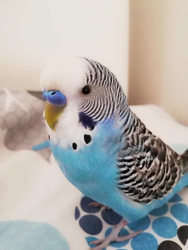 Evladım gibiydi dediği 6 yıllık kuşunu bulana 20 bin TL ödül verecek - Ferhat Okur: "Kuşumuzu kim bulup bize teslim ederse 20 bin TL ödül vereceğim" (Fotoğraflı) Ogün Aslan HATAY (İHA) - Hatay'da yaşayan Ferhat Okur, 6 yıldır beslediği ve kaçarak kayıplara karışan ‘Fındık’ isimli muhabbet kuşunu bulup getirene 20 bin TL ödül verecek. İskenderun ilçesi Sakarya Mahallesinde yaşayan Ferhat Okur’un 6 yıldır beslediği muhabbet kuşu evin penceresinden kaçarak kayıplara karıştı. Kuşun kaybolması üzerine üzüntüye giren Okur ailesi ‘Fındık’ isimli kuşu bulup getirene 20 bin TL ödül verme kararı aldı. Kaybolan kuşuna olan sevgisini ‘Fındık evladım gibiydi, evladımdan farkı yoktu’ diyerek dile getiren Okur, gelecek mutlu haberi bekliyor. "Kuşumuzu kim bulup bize teslim ederse 20 bin TL ödül vereceğim" 6 yıldır besledikleri kuşunu evladı gibi sevdiğini belirten Okur, "Muhabbet kuşumuz yaklaşık 6 senedir bizimleydi. Depremi de yaşadık onunla beraber uçtu gitti, bir daha geldi. 2-3 gün önce kaçtı, geri gelmedi fındık. Mavi Jumbo büyük bir kuştu evcil bir hayvan elinize geliyor. Eve geldiğiniz zaman kapı açıktı mutfağın penceresinden ondan sonra yaklaşık 3-4 gündür kayıp. Kuşumuzu kim bulup bize teslim ederse 20 bin TL ödül vereceğim. Fındık evladım gibiydi, evladımdan farkı yoktu. Yani ben onu büyüttüm besledim bulan ve bulan olursa 20 bin TL ödülümüz var. Kuşumuz Sakarya Mahallesi'nde kayboldu. Muhabbet kuşumuz konuşuyor ne derseniz tekrarlıyor aşkım, cicim ve her şeyi söylüyor. Işık kapanınca kaçıyordu yani korkuyor depremden dolayı en son deprem olduğu zaman korkmaya başladı" dedi.