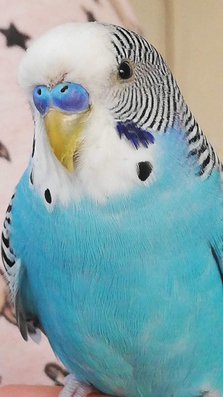 Evladım gibiydi dediği 6 yıllık kuşunu bulana 20 bin TL ödül verecek - Ferhat Okur: "Kuşumuzu kim bulup bize teslim ederse 20 bin TL ödül vereceğim" (Fotoğraflı) Ogün Aslan HATAY (İHA) - Hatay'da yaşayan Ferhat Okur, 6 yıldır beslediği ve kaçarak kayıplara karışan ‘Fındık’ isimli muhabbet kuşunu bulup getirene 20 bin TL ödül verecek. İskenderun ilçesi Sakarya Mahallesinde yaşayan Ferhat Okur’un 6 yıldır beslediği muhabbet kuşu evin penceresinden kaçarak kayıplara karıştı. Kuşun kaybolması üzerine üzüntüye giren Okur ailesi ‘Fındık’ isimli kuşu bulup getirene 20 bin TL ödül verme kararı aldı. Kaybolan kuşuna olan sevgisini ‘Fındık evladım gibiydi, evladımdan farkı yoktu’ diyerek dile getiren Okur, gelecek mutlu haberi bekliyor. "Kuşumuzu kim bulup bize teslim ederse 20 bin TL ödül vereceğim" 6 yıldır besledikleri kuşunu evladı gibi sevdiğini belirten Okur, "Muhabbet kuşumuz yaklaşık 6 senedir bizimleydi. Depremi de yaşadık onunla beraber uçtu gitti, bir daha geldi. 2-3 gün önce kaçtı, geri gelmedi fındık. Mavi Jumbo büyük bir kuştu evcil bir hayvan elinize geliyor. Eve geldiğiniz zaman kapı açıktı mutfağın penceresinden ondan sonra yaklaşık 3-4 gündür kayıp. Kuşumuzu kim bulup bize teslim ederse 20 bin TL ödül vereceğim. Fındık evladım gibiydi, evladımdan farkı yoktu. Yani ben onu büyüttüm besledim bulan ve bulan olursa 20 bin TL ödülümüz var. Kuşumuz Sakarya Mahallesi'nde kayboldu. Muhabbet kuşumuz konuşuyor ne derseniz tekrarlıyor aşkım, cicim ve her şeyi söylüyor. Işık kapanınca kaçıyordu yani korkuyor depremden dolayı en son deprem olduğu zaman korkmaya başladı" dedi.