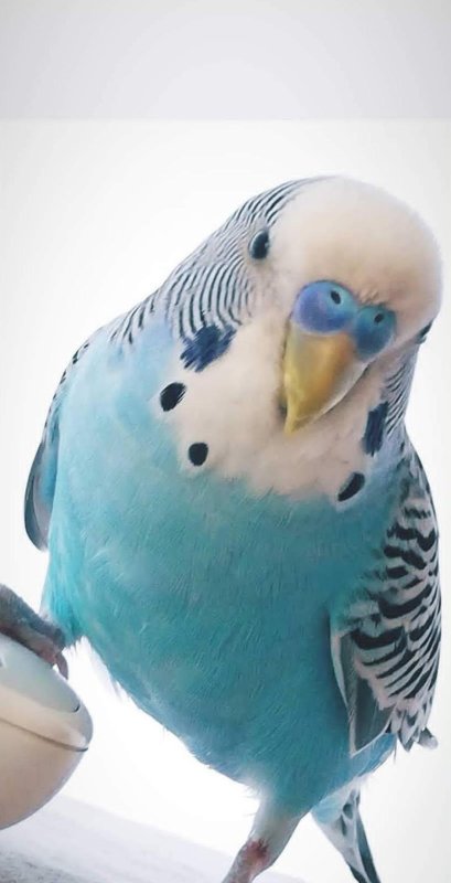 Evladım gibiydi dediği 6 yıllık kuşunu bulana 20 bin TL ödül verecek - Ferhat Okur: "Kuşumuzu kim bulup bize teslim ederse 20 bin TL ödül vereceğim" (Fotoğraflı) Ogün Aslan HATAY (İHA) - Hatay'da yaşayan Ferhat Okur, 6 yıldır beslediği ve kaçarak kayıplara karışan ‘Fındık’ isimli muhabbet kuşunu bulup getirene 20 bin TL ödül verecek. İskenderun ilçesi Sakarya Mahallesinde yaşayan Ferhat Okur’un 6 yıldır beslediği muhabbet kuşu evin penceresinden kaçarak kayıplara karıştı. Kuşun kaybolması üzerine üzüntüye giren Okur ailesi ‘Fındık’ isimli kuşu bulup getirene 20 bin TL ödül verme kararı aldı. Kaybolan kuşuna olan sevgisini ‘Fındık evladım gibiydi, evladımdan farkı yoktu’ diyerek dile getiren Okur, gelecek mutlu haberi bekliyor. "Kuşumuzu kim bulup bize teslim ederse 20 bin TL ödül vereceğim" 6 yıldır besledikleri kuşunu evladı gibi sevdiğini belirten Okur, "Muhabbet kuşumuz yaklaşık 6 senedir bizimleydi. Depremi de yaşadık onunla beraber uçtu gitti, bir daha geldi. 2-3 gün önce kaçtı, geri gelmedi fındık. Mavi Jumbo büyük bir kuştu evcil bir hayvan elinize geliyor. Eve geldiğiniz zaman kapı açıktı mutfağın penceresinden ondan sonra yaklaşık 3-4 gündür kayıp. Kuşumuzu kim bulup bize teslim ederse 20 bin TL ödül vereceğim. Fındık evladım gibiydi, evladımdan farkı yoktu. Yani ben onu büyüttüm besledim bulan ve bulan olursa 20 bin TL ödülümüz var. Kuşumuz Sakarya Mahallesi'nde kayboldu. Muhabbet kuşumuz konuşuyor ne derseniz tekrarlıyor aşkım, cicim ve her şeyi söylüyor. Işık kapanınca kaçıyordu yani korkuyor depremden dolayı en son deprem olduğu zaman korkmaya başladı" dedi.