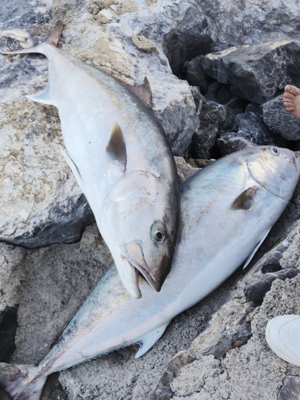 65 kiloluk 2 balık yakalayan amatör balıkçı, 2 akyayı 18 bin TL’ye sattı - Amatör balıkçı Mehmet Çalbaş: "İki balık toplamda 65 kilogram civarıydı yaklaşık 18 bin TL’ye sattık" (Fotoğraflı) Ogün Aslan HATAY (İHA) - Hatay’da amatör balıkçı İskenderun Körfezi’nde oltayla yakaladığı ve ağırlıkları 65 kilogram gelen 2 akya balığını 18 bin TL’ye sattı. Dörtyol ilçesinden İskenderun Körfezi’ne botla açılan Mehmet Çalbaş’ın oltasına iki devasa akya balığı takıldı. Çalbaş, arkadaşıyla birlikte uzun süren mücadeleyle toplam ağırlıkları 65 kilogram gelen 2 balığı yakalamayı başardı. Yakaladığı balık karşısında heyecan yaşayan Çalbaş, karaya güçlükle çıkardığı balıkları kilogram fiyatı 280 TL’den İskenderun’daki bir işletmeye toplam 18 bin TL karşılığında sattı. "İki balık toplamda 65 kilo civarıydı yaklaşık 18 bin TL’ye sattık" Yakaladığı akya balığını İskenderun ilçesinde bir işletmeye satan Mehmet Çalbaş, "Amatör balıkçılık yapıyorum ilk defa böyle bir balıkla karşılaşıyorum. Kısmetimizde bu varmış çok şükür. Oltayla yaklaşık her balık için yarım saat uğraştık bu uğraşların sonunda kısmetimizi aldık çok şükür. Dörtyol tarafında yakaladık balığı yakalarken çok heyecanlandık uzun uğraşlar vererek bunları kıyıya çıkarttık. İki balık toplamda 65 kilo falan civarıydı yaklaşık 18 bin TL’ye sattık. İnsan mutlu oluyor balık yakalayarak psikolojisini düzeltiyor. Stres atıyorsunuz hem de maddi olarak cebinize harçlık oluyor" şeklinde konuştu.
