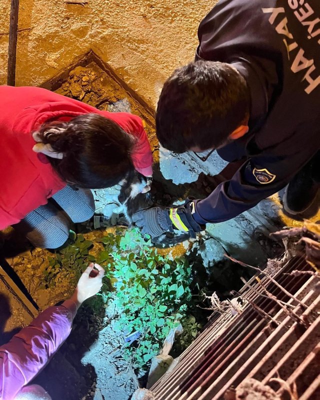 Yağmur suyu mazgalına sıkışan kediyi itfaiye kurtardı (Fotoğraflı) Ogün Aslan HATAY (İHA) - Hatay’da yağmur suyu mazgalına sıkışan kedi itfaiye ekipleri tarafından kurtarıldı. Defne ilçesi Dursunlu Mahallesi’nde yağmur suyu mazgalına sıkışan kediyi fark eden vatandaşlar durumu itfaiye ekiplerine bildirdi. Mahsur kalan kedi, ekiplerin titiz çalışmasıyla sağlıklı bir şekilde kurtarıldı. Sağlık kontrolü yapılan kedi, sahibine teslim edildi.