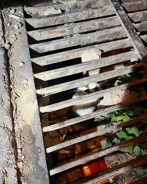 Yağmur suyu mazgalına sıkışan kediyi itfaiye kurtardı (Fotoğraflı) Ogün Aslan HATAY (İHA) - Hatay’da yağmur suyu mazgalına sıkışan kedi itfaiye ekipleri tarafından kurtarıldı. Defne ilçesi Dursunlu Mahallesi’nde yağmur suyu mazgalına sıkışan kediyi fark eden vatandaşlar durumu itfaiye ekiplerine bildirdi. Mahsur kalan kedi, ekiplerin titiz çalışmasıyla sağlıklı bir şekilde kurtarıldı. Sağlık kontrolü yapılan kedi, sahibine teslim edildi.