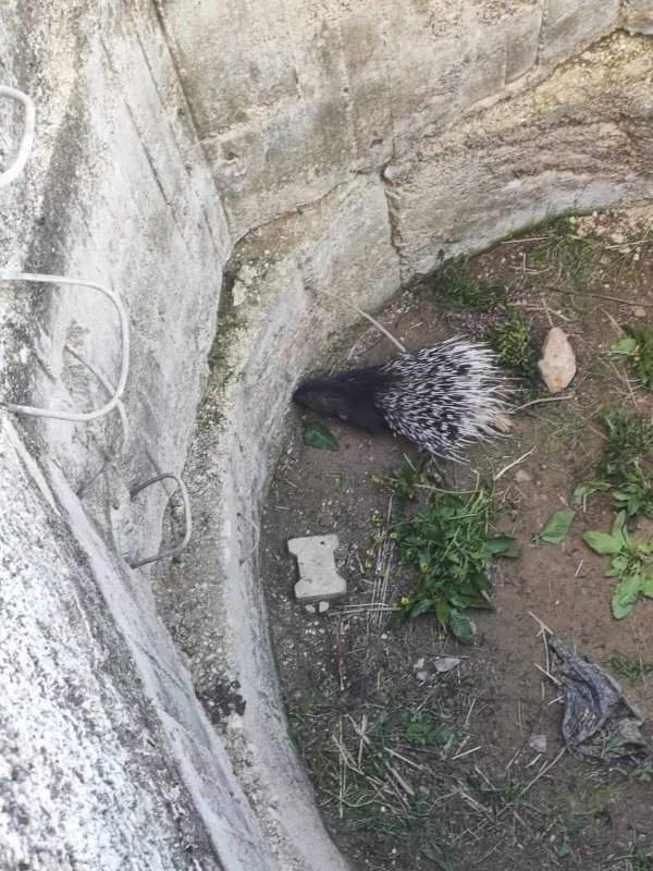 Su kuyusuna düşen oklu kirpiyi itfaiye kurtardı