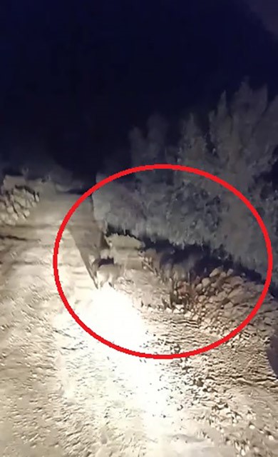 Domuz sürüsü kameraya yakalandı (Fotoğraflı) Ramazan İlın HATAY (İHA) - Hatay'da arazide gezinen domuz sürüsü vatandaş tarafından cep telefonu kamerasıyla görüntülendi. Kış aylarının yaşandığı bu günlerde yem bulamayan yabani hayvanlar, insanların yaşam alanlarında görülmeye devam ediyor. Antakya ilçesi Kuruyer Mahallesi'ndeki zeytin bahçeleri içerisinde gezinen domuz sürüleri vatandaşlar tarafından görüntülendi. Yolda bir süre ilerleyen domuz sürüsü bir sonra gözden kayboldu.