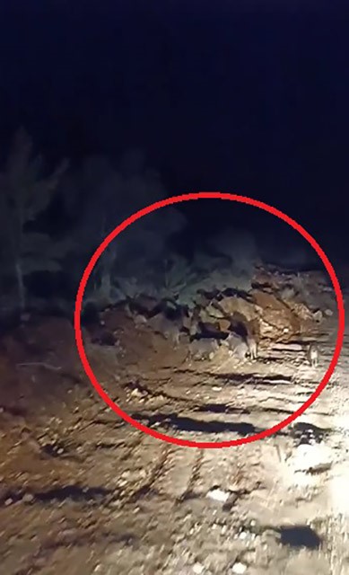 Domuz sürüsü kameraya yakalandı (Fotoğraflı) Ramazan İlın HATAY (İHA) - Hatay'da arazide gezinen domuz sürüsü vatandaş tarafından cep telefonu kamerasıyla görüntülendi. Kış aylarının yaşandığı bu günlerde yem bulamayan yabani hayvanlar, insanların yaşam alanlarında görülmeye devam ediyor. Antakya ilçesi Kuruyer Mahallesi'ndeki zeytin bahçeleri içerisinde gezinen domuz sürüleri vatandaşlar tarafından görüntülendi. Yolda bir süre ilerleyen domuz sürüsü bir sonra gözden kayboldu.