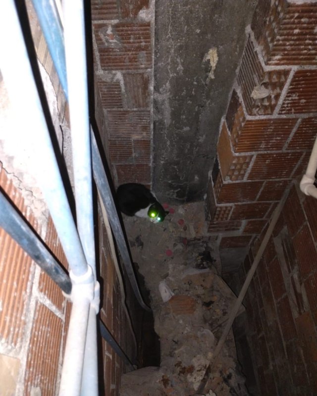 Havalandırma boşluğuna düşen kediyi itfaiye kurtardı (Fotoğraflı) Esma Kural HATAY (İHA) - Hatay’ın İskenderun ilçesinde binanın havalandırma boşluğuna düşen kedi itfaiye ekipleri tarafından kurtarıldı. İskenderun ilçesi Hürriyet Mahallesi Yavuz Sultan Selim Caddesi üzerinde bulunan bir binanın havalandırma boşluğundan gelen kedi sesini fark eden vatandaş durumu itfaiye ekiplerine bildirdi. İhbar üzerine bölgeye itfaiye ekibi sevk edildi. İtfaiye ekipleri, kediyi özel aparatla yakalayarak hava boşluğundan kurtardı. Ekiplerin titiz çalışmasıyla sağlıklı bir şekilde kurtarılan kedi sahibine teslim edildi.