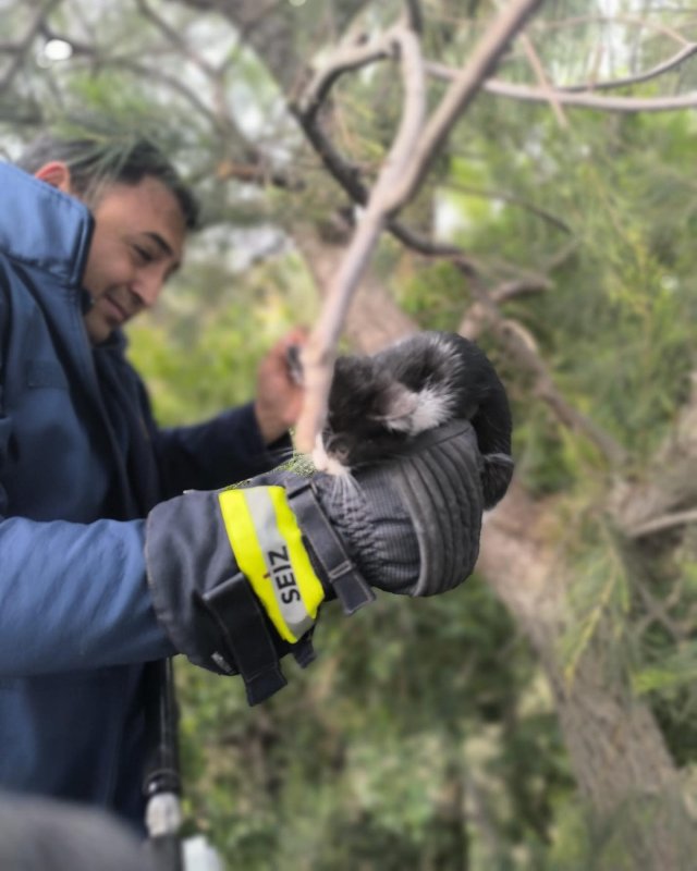 Ağaçta mahsur kalan kediyi itfaiye kurtardı (Fotoğraflı) Ahmet Arslan HATAY (İHA) - Hatay’da ağaçta mahsur kalan kedi itfaiye ekipleri tarafından kurtarıldı. İskenderun ilçesi Fener Caddesi Millet Parkı’ndaki ağaca çıkan yavru kedi ağaçta mahsur kaldı. Durumu fark eden vatandaşlar durumu itfaiye ekiplerine bildirdi. Mahsur kedi, ekiplerin titiz çalışmasıyla sağlıklı şekilde kurtarılarak hayvansever vatandaşlara teslim edildi.