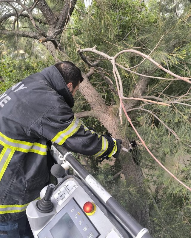 Ağaçta mahsur kalan kediyi itfaiye kurtardı (Fotoğraflı) Ahmet Arslan HATAY (İHA) - Hatay’da ağaçta mahsur kalan kedi itfaiye ekipleri tarafından kurtarıldı. İskenderun ilçesi Fener Caddesi Millet Parkı’ndaki ağaca çıkan yavru kedi ağaçta mahsur kaldı. Durumu fark eden vatandaşlar durumu itfaiye ekiplerine bildirdi. Mahsur kedi, ekiplerin titiz çalışmasıyla sağlıklı şekilde kurtarılarak hayvansever vatandaşlara teslim edildi.