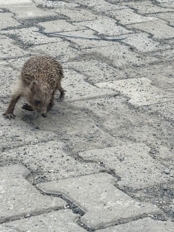 Saatlerce kendi ekseninde dönen kirpiye ekiplerden müdahale