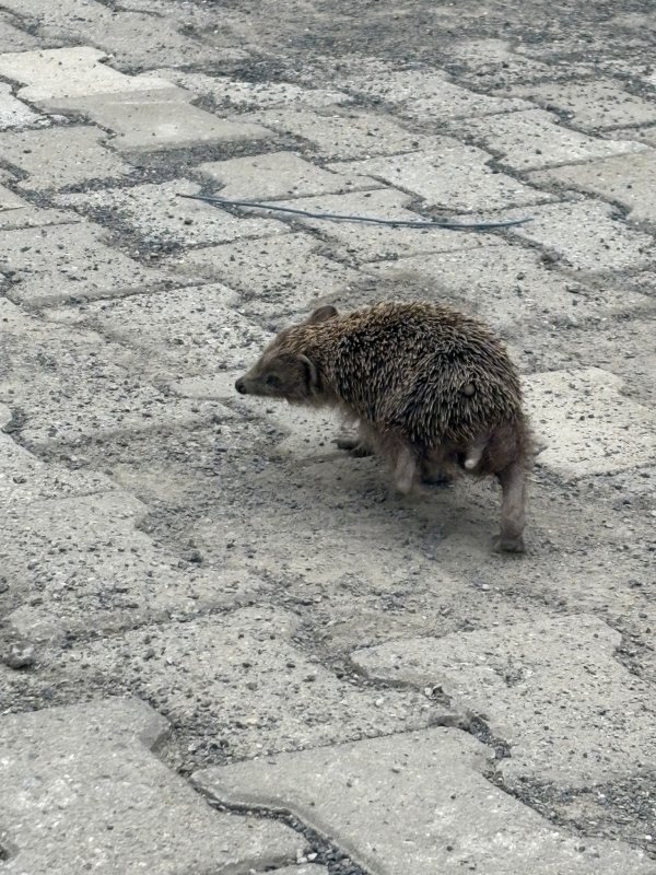 Saatlerce kendi ekseninde dönen kirpiye ekiplerden müdahale