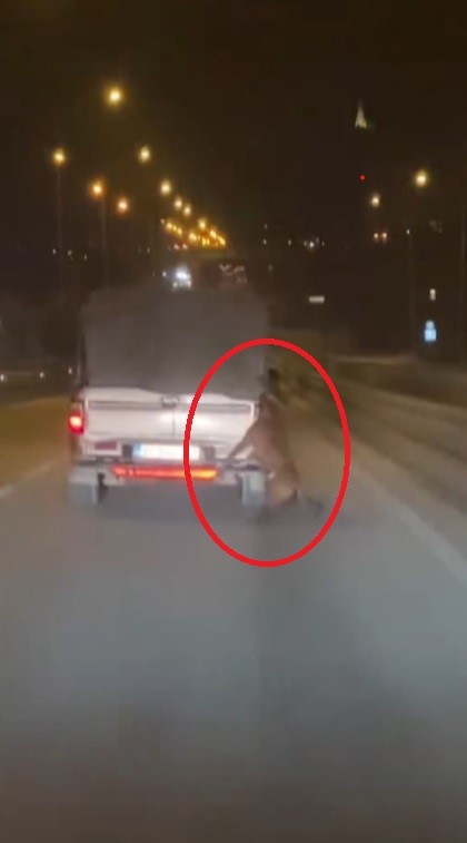 Aracın arkasına bağlı köpekle metrelerce yol gittiler