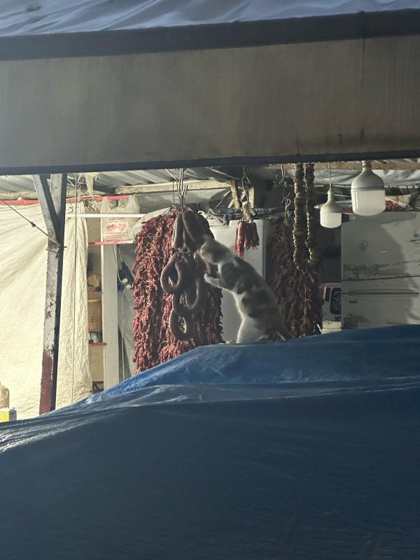 Şarküteri tezgahında sucuğun tadını çıkaran kedi kameraya yakalandı (Fotoğraflı) Ferit Savaş HATAY (İHA) - Hatay’da semt pazarında bulunan şarküteri tezgahında sucuk yiyen kedi kameraya yansıdı. Antakya ilçesi Haraparası Mahallesi’nde kurulan semt pazarında yağmurlu havada ıslanan bir kedi, şarküteri tezgahına sığındı. Kedi bir süre sonra tezgahta bulunan sucuklardan yemeye başladı. Tezgahta bulunan sucukla karnını doyuran kedinin o anları kameraya yansıdı.