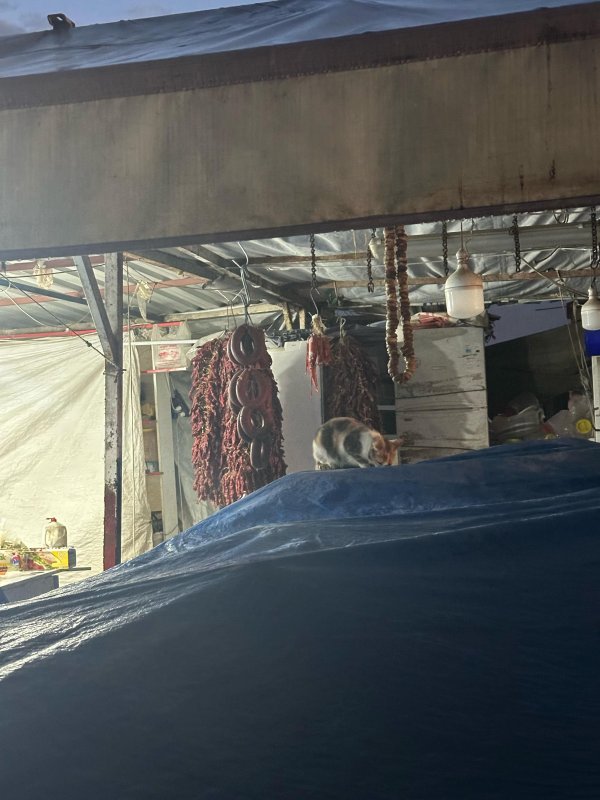Şarküteri tezgahında sucuğun tadını çıkaran kedi kameraya yakalandı (Fotoğraflı) Ferit Savaş HATAY (İHA) - Hatay’da semt pazarında bulunan şarküteri tezgahında sucuk yiyen kedi kameraya yansıdı. Antakya ilçesi Haraparası Mahallesi’nde kurulan semt pazarında yağmurlu havada ıslanan bir kedi, şarküteri tezgahına sığındı. Kedi bir süre sonra tezgahta bulunan sucuklardan yemeye başladı. Tezgahta bulunan sucukla karnını doyuran kedinin o anları kameraya yansıdı.