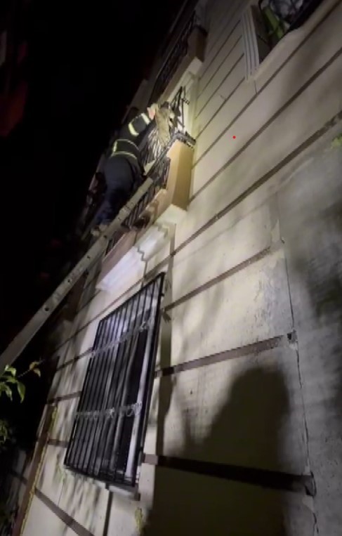 Balkonda mahsur kalan kediyi itfaiye kurtardı