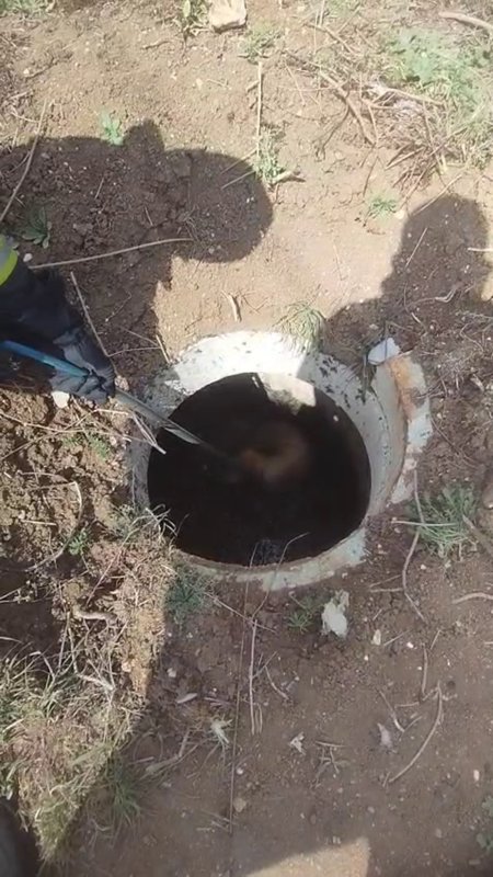 Fosseptik çukurundan gelen köpek sesi itfaiye ekiplerini harekete geçirdi